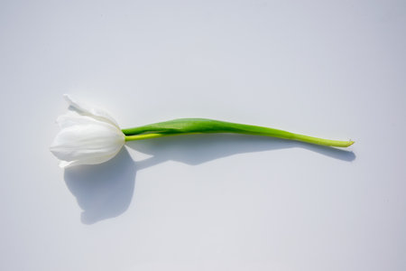 A single white tulip lies elegantly on a light background, highlighting its graceful form and simplicity captured in gentle light.の写真素材