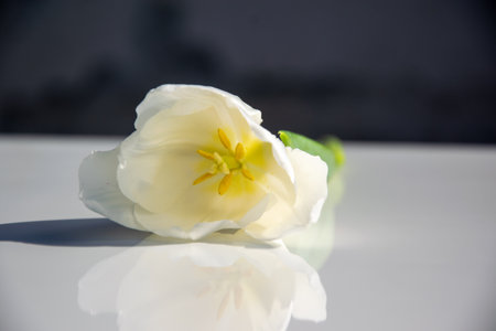 A white tulip rests on a glossy surface, catching sunlight that highlights its vibrant yellow stamen and soft petals.の写真素材