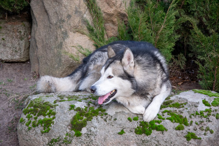 A husky lies comfortably on a moss-covered rock surrounded by greenery in a peaceful natural...