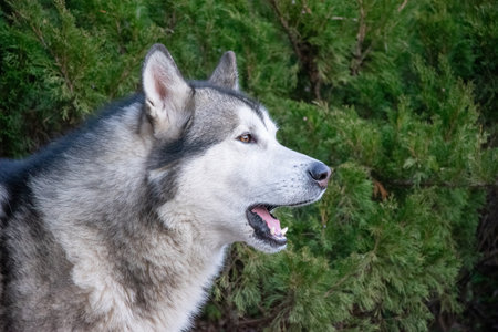 A majestic wolf stands proudly in front of thick greenery, showing its striking features and...