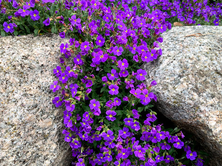 Bright purple flowers are growing between large gray rocks in a tranquil garden. The flowers...