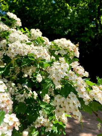 Delicate white flowers grow on lush green branches in a garden, illuminated by sunlight on a...