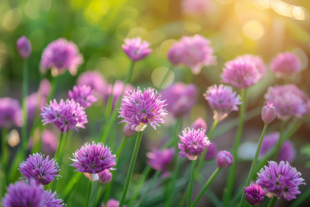 A stunning display of purple chives blooms under a warm sun, creating a lively scene filled with color and life, inviting a sense of peace and joy.の素材