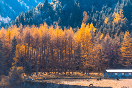 Autumn scenery and house at Tibet.のeditorial素材