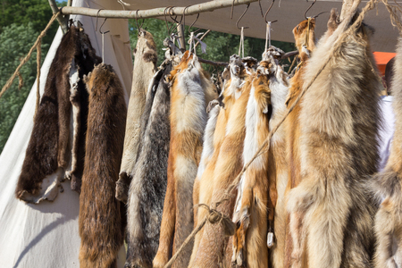 pelts of fur animals hang on a ropeの写真素材