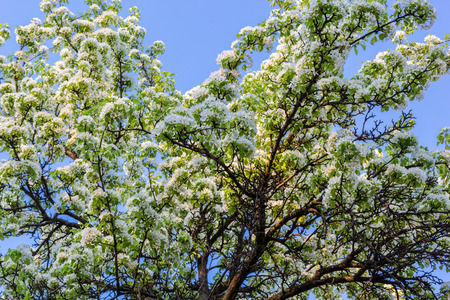 flowering fruit tree in the young naturalist stationの写真素材