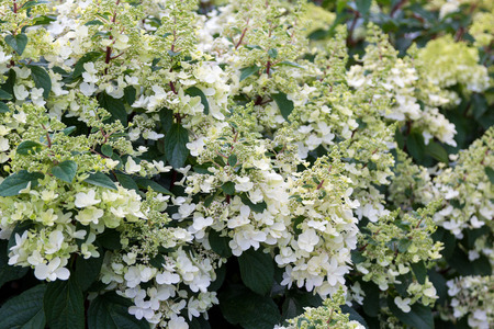 Blooming white hydrangea in the foliage closeup