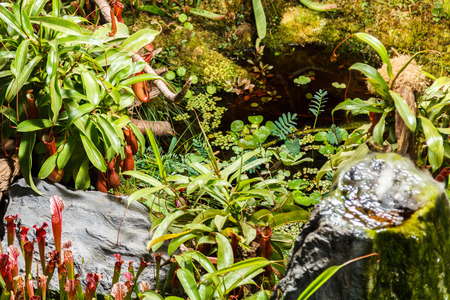 carnivorous plants and pond in a greenhouseの写真素材