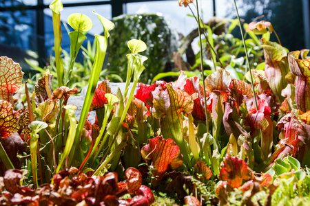 carnivorous plants in a greenhouse on a blurred backgroundの写真素材