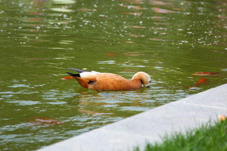 beautiful orange duck in the pond with fishの写真素材