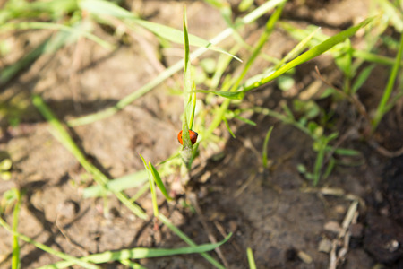 red ladybug sits on a grass leafの写真素材