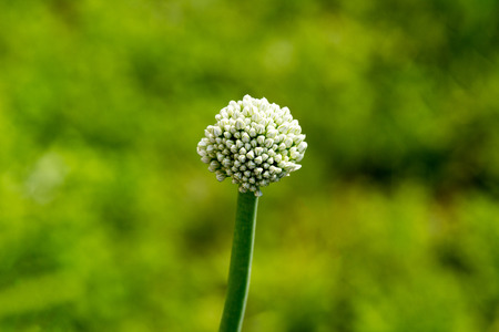 White bud onion closeup on the blurry backgroundの写真素材