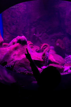 little girl looks at the octopus in the aquariumの写真素材