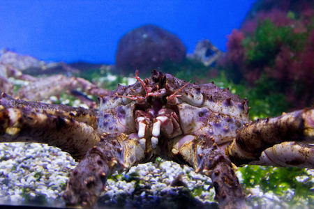 king crab in a huge beautiful aquariumの写真素材