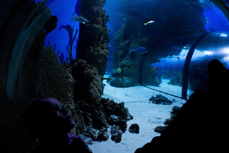 little girl looks at fish in an aquariumの写真素材