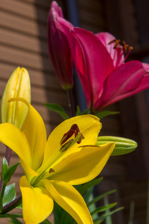 large flowers of red and yellow lilies in the gardenの写真素材