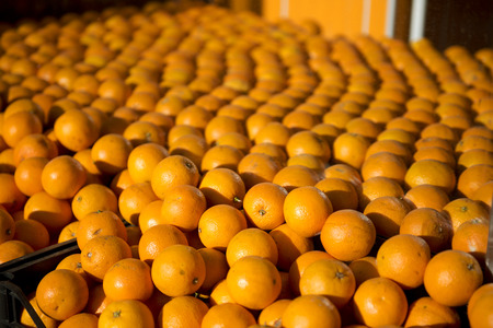 Oranges in a greengrocer in Kadikoy,Istanbul,Turkeyの写真素材