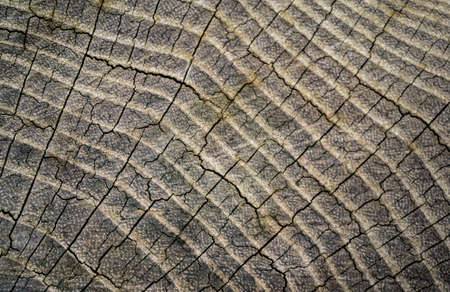 Wood texture background. Old wooden texture.の写真素材