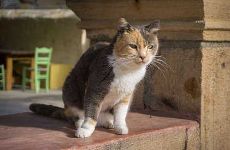 Street cat sitting and watching. Green table and chairs on the background.