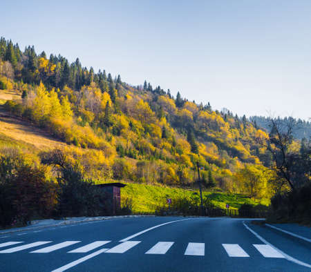 Road and autumn forest. Green red yellow forest.の写真素材