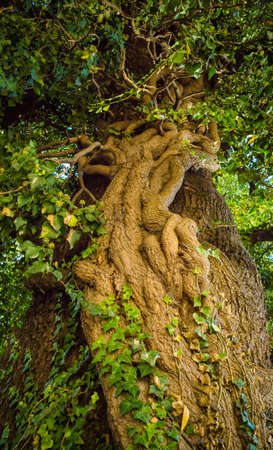 Old big linden tree closeupの写真素材
