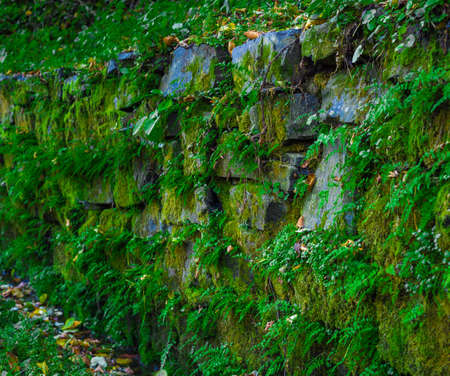 Old stone wall with green moss and plantsの写真素材