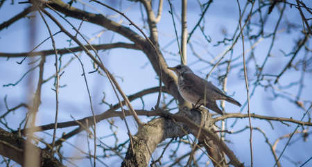 Thrush sitting on the treeの写真素材