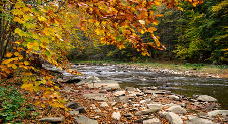 Autumn forest and river and rocksの写真素材