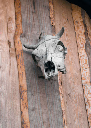 Cow skull hanged on wooden wallの写真素材
