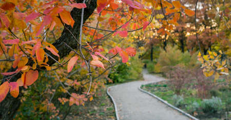 Beautiful red and yellow leaves of smoke bush Cotinus. Pathway in the garden.の写真素材
