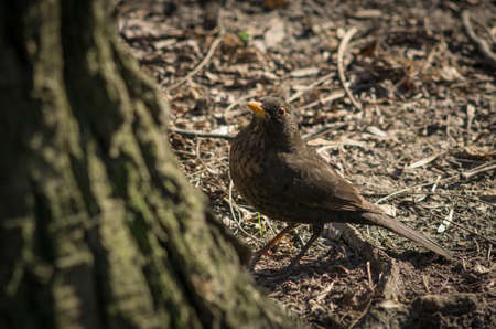 Cute blackbird wildlife (turdus merula)の写真素材