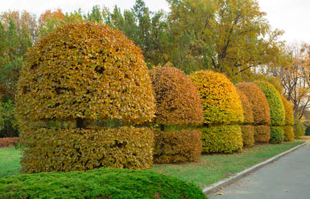 Yellow trimmed bushes trees in the park. Garden design at fall. Shaped trees and bushes.の写真素材