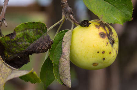 Green and yellow apple on treeの写真素材