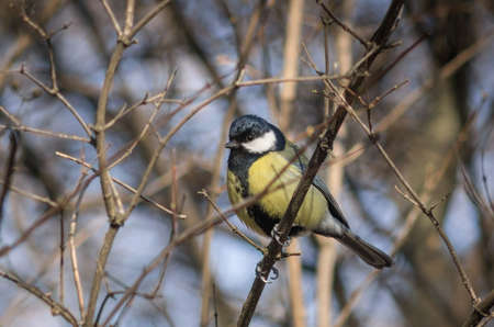 Little tomtit sitting on the branchの写真素材