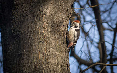 Cute woodpecker on the branchの写真素材