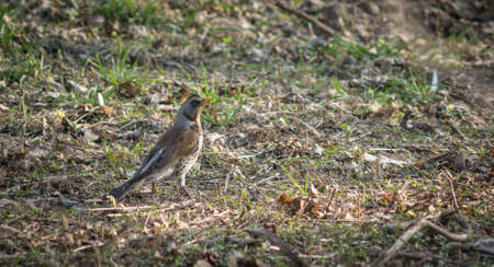 Thrush sitting on the ground