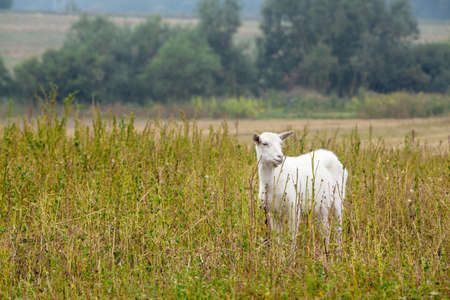 Goat on field with grassの写真素材