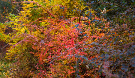 Red yellow barberry bushes (berberis tunbergii)の写真素材