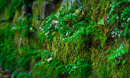 Old stone wall with green moss and plantsの写真素材