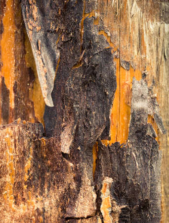 Wood texture background. Old wooden texture.の写真素材