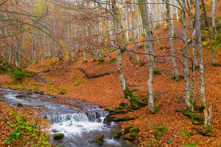 Autumn forest with river and leaves lying on the ground.の写真素材