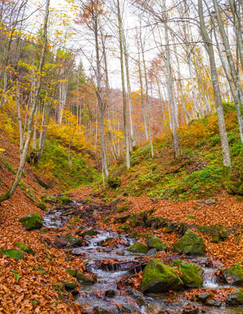 Autumn forest with river and leaves lying on the ground.の写真素材