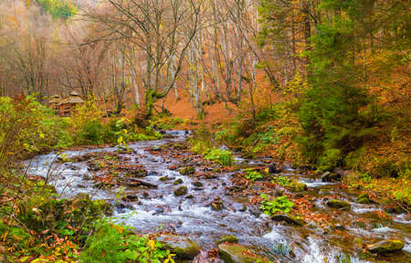 Autumn forest with river and leaves lying on the ground.の写真素材