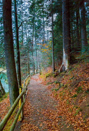 Colorful autumn landscape on Synevir lake, Ukraine. Path in the forest.の写真素材