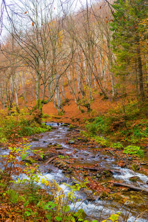 Autumn forest with river and leaves lying on the ground.の写真素材