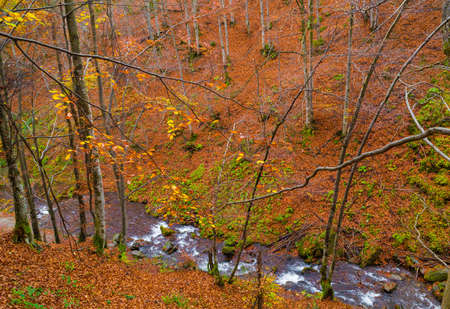 Autumn forest with river and leaves lying on the ground.の写真素材