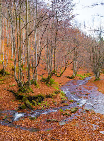 Autumn forest with river and leaves lying on the ground.の写真素材