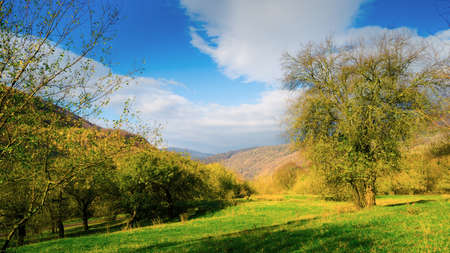 Colorful autumn mountain and garden panorama. Wide view of Carpathians, Ukraine.の写真素材