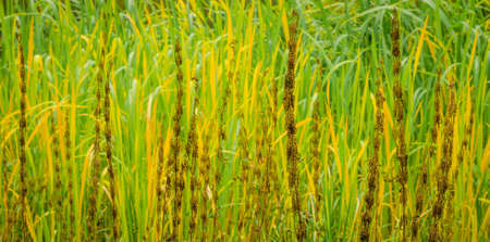 Lake river sedge closeup at autumn. Colorful grass background.の写真素材