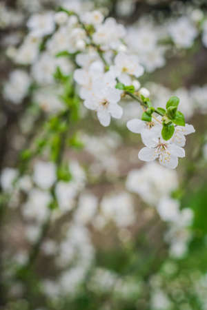 Beautiful blooming of cherry tree in spring closeup.の写真素材